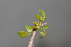 Commiphora berryi